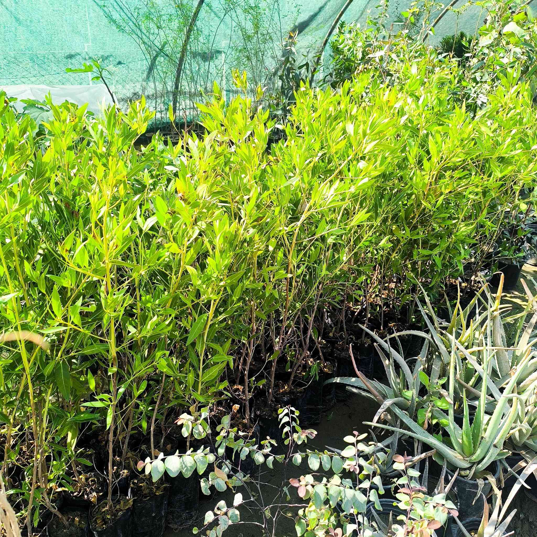 السلام عليكم  ...🌹🌹🌹🍁🍁🍁
لله الحمد وصول وجبه جديده وتشكيله جميله من الزرع..من فواكه ومصدات رياح وزينه ..ودايات  الباذنجان والطماطم والفلفل الحار والبارد والفراوله..التفاصيل اسفل كل صور..للطلب والاستفسار مراسلة الصفحه او الاتصال او واتساب .***********
***********
العنوان محافظة ذي قار .قضاء قلعة سكر ..مدخل الحي العسكري من اتجاه الحي الصناعي 🌾🌾🌾🌼🌼🌼
