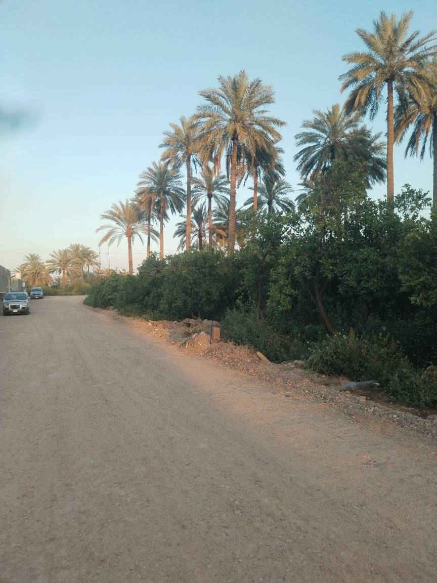 للبيع للبيع 
دوانم وقطع ملك صرف يتوسط البستان شارع تبليط 8 متر كهرباء وماء بستان مثمر نخيل 🌴 برتقال ومشمش شاطئ التاجي بعد جسر الذراع قرب مسجد محمد الفاتح للتواصل 
معنا *********** واتساب
