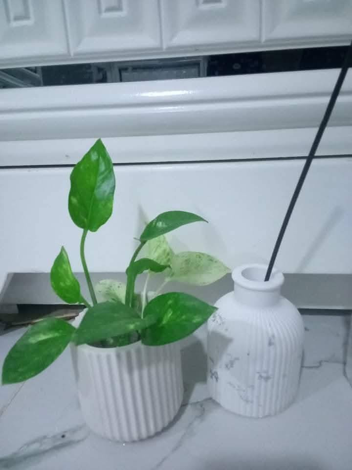 سيت لبلاب نبات ضلي متسلق مع السندانه والصينيه ب3000
توجد خدمة توصيل بالف


**إذا كنت صاحب هذا الإعلان وتريد حذفه لأي سبب، رجاءا أرسل رسالة إلى الدعم الفني**