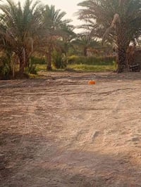 نص دونم • عله الشط • طابو زرعي