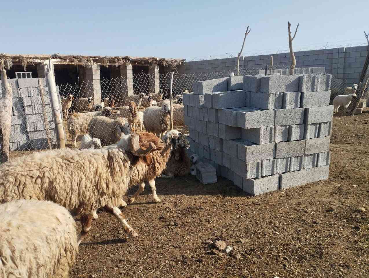 فحل للبيع الاتصال ب***********
