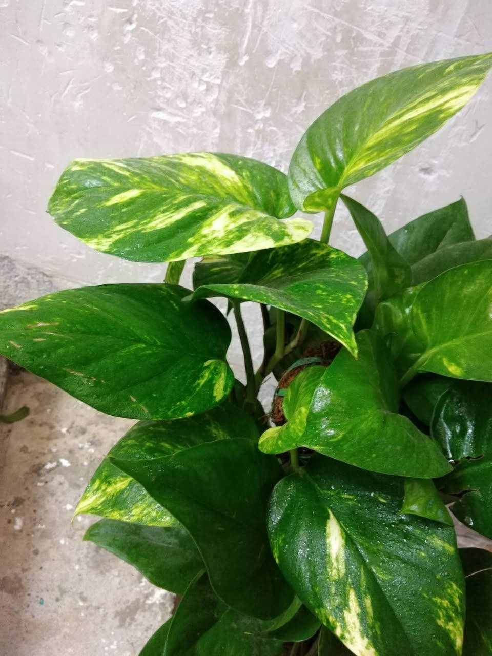 الجمال والكثافه لبلاب عامودي 🪴
🌿 بيع ورد طبيعي ومنعش
🚚 توصيل مجاني داخل هبهب
📍 أقرب نقطة دالة: قرب مدخل المجمعات
📩 للطلب مراسلتنا خاص


**إذا كنت صاحب هذا الإعلان وتريد حذفه لأي سبب، رجاءا أرسل رسالة إلى الدعم الفني**
