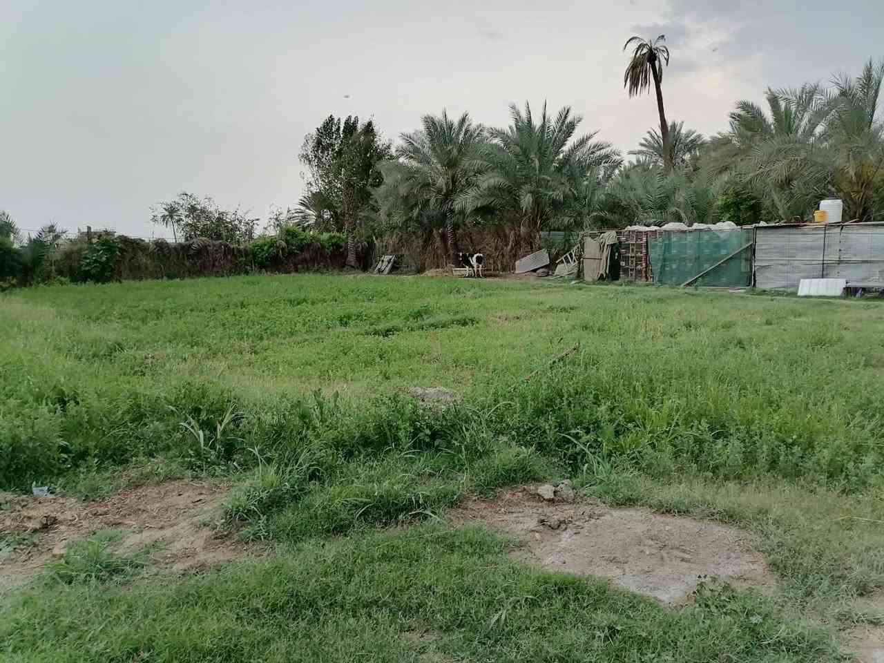 قطعه وبستان 1000متر طريق اولاد مسلم (ع) قريبه على شارع العام تبعد عن المرقد 100متر السعر 130مليون عنوان مكتب  السعدي للعقار بابل المسيب على طريق ابو جاسم قرب حي النوار *********** واتساب
