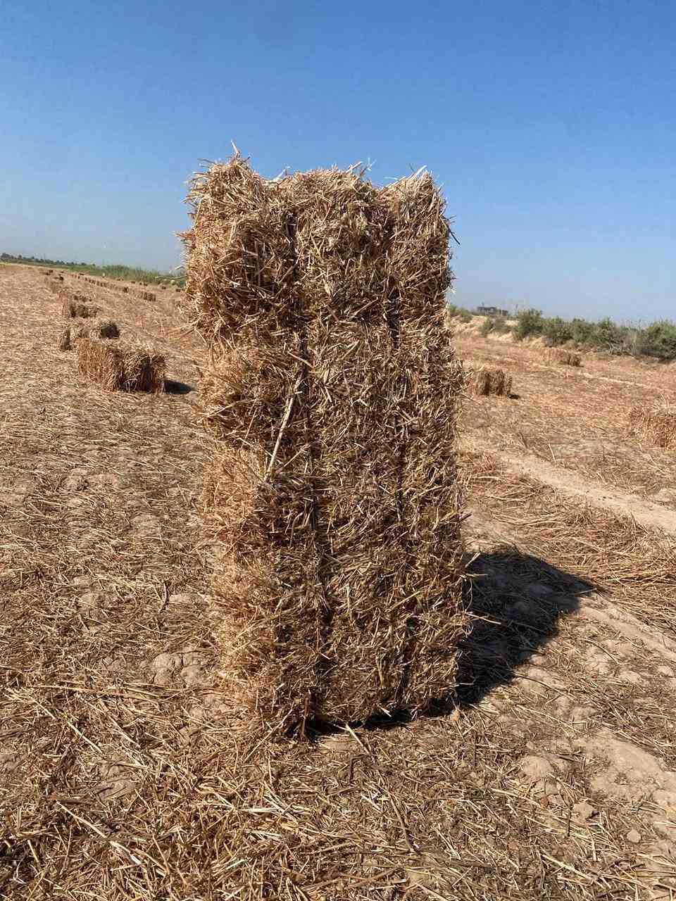 سلام عليكم يوجد تبن برسيم للبيع  عدد ٢٨٠ كبسة مكان واسط العزيزية الاتصال ***********
