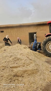 شفاطة تبن • كاز • الدامه