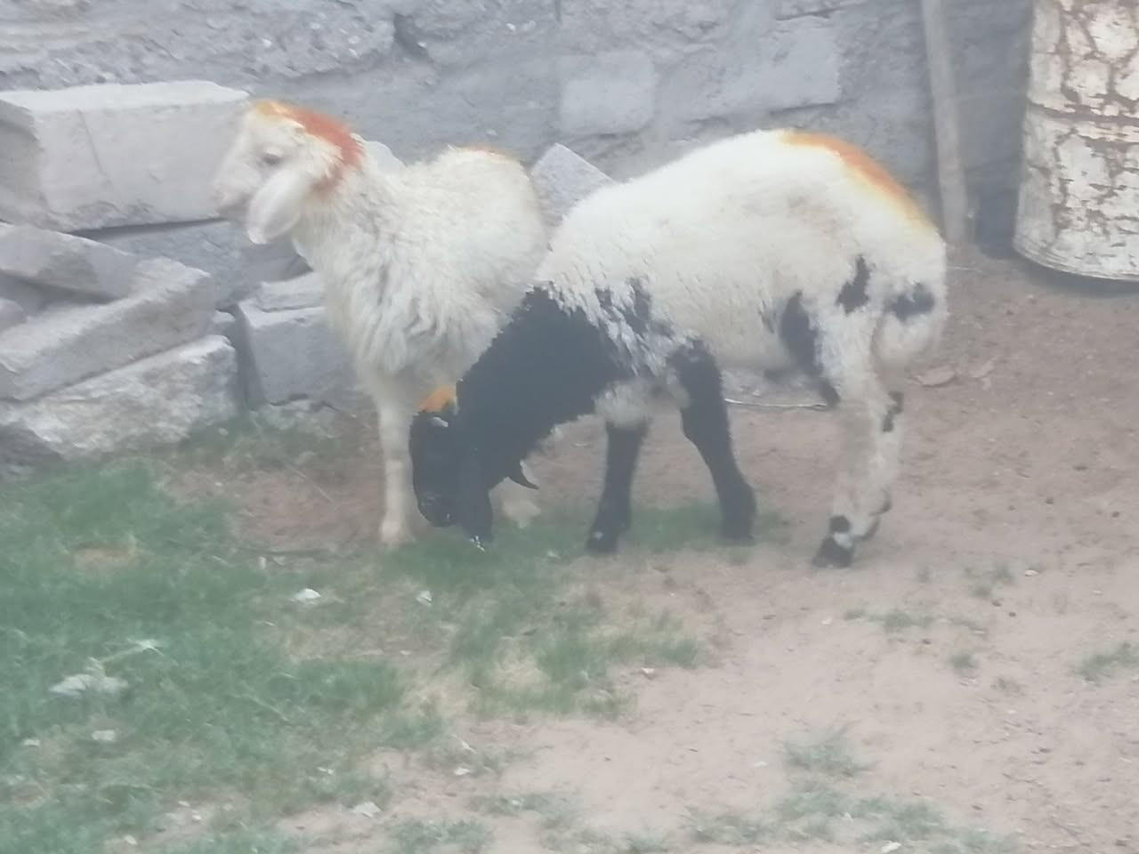 سلام عليكم يوجد طليان العدد 2 مال مجنوي شرط النصاحه العنوان بيجي ***********
