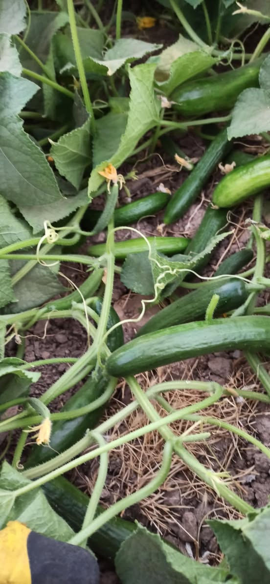 ثنا يو اس اكرسيد


**إذا كنت صاحب هذا الإعلان وتريد حذفه لأي سبب، رجاءا أرسل رسالة إلى الدعم الفني**