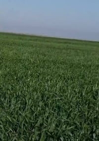 ٢١٠ دونم • عقد ٣٥ زراعي • واسط