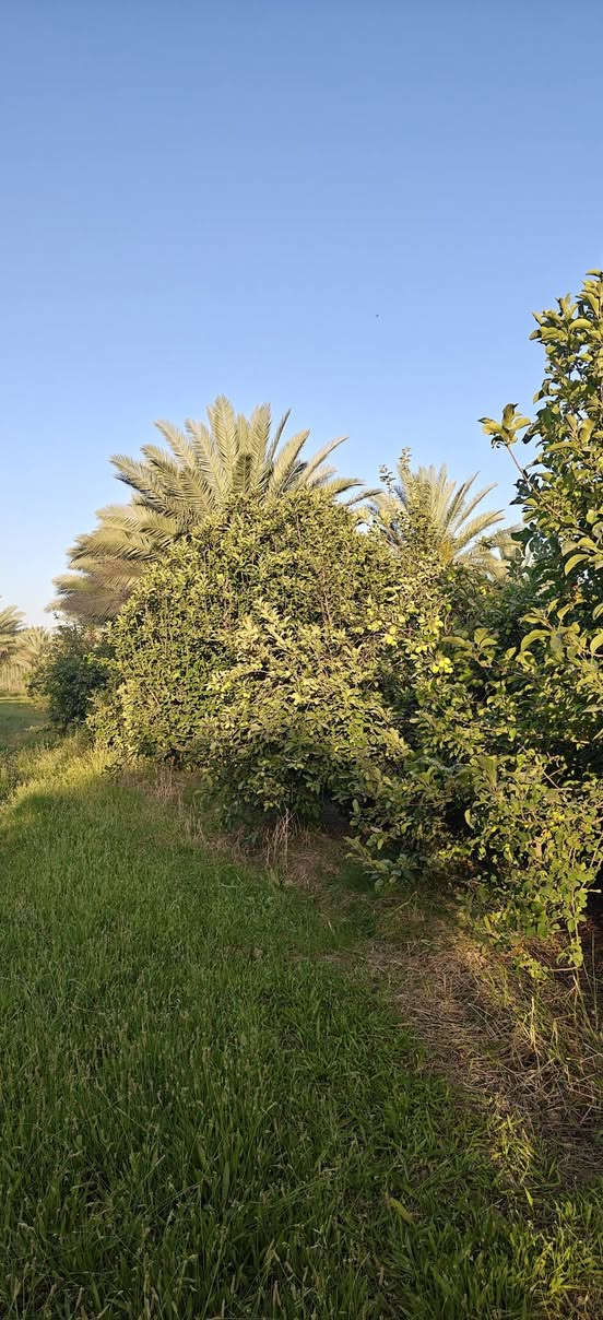 يا الله 
بستان 3 دوانم ونص مع دار و مشتمل قيد البناء للبيع 
مسيج بالكامل يحتوي على تخيل و أشجار مثمرة 
منطقة للوند


**إذا كنت صاحب هذا الإعلان وتريد حذفه لأي سبب، رجاءا أرسل رسالة إلى الدعم الفني**
