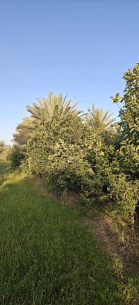 بستان • ٣ دوانم ونص • للوند