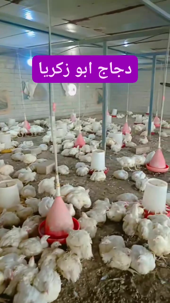 السلام عليكم  يوجد دجاج حي درجه اولى 
سعر الكيلو 3,250 والتنظيف مجاني
حولنا مكان البيع داخل قرية تل عاكوب مقابل الجامع محلات موفق ابو عبد 
*********** ابو زكريا 
‏‪***********‬‏ ابو قاسم

