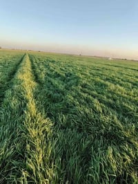 بابل الحمزة الغربي • ١٢ دونم • قرب جسر الخميسية