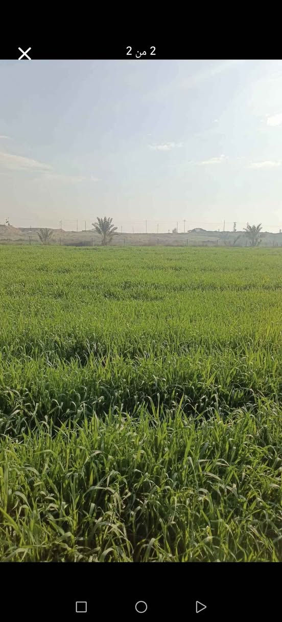 ارض زراعيه للبيع في سامراء الطيوب الحاوي مساحه 12دونم امسيجه بلكامل تحتوي على بير ارتوازي وكهرباء وحقل سمج 2 دونم قريبه من الشارع العام للاستفسار ‏‪*********** سامراء, صلاح الدين
