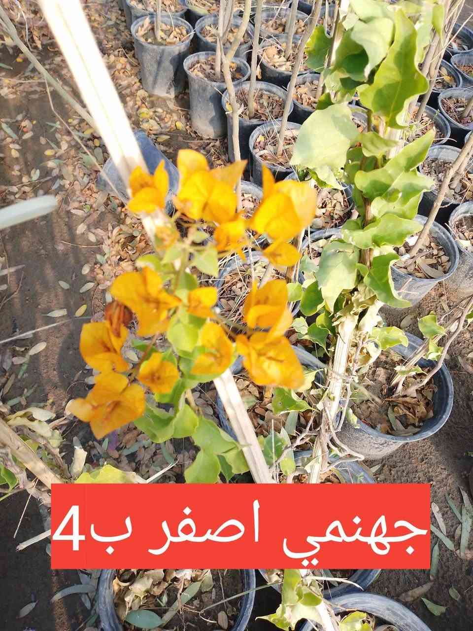 السلام عليكم.. مجموعة من النباتات .. الطالب يرجى مراسلتنا على الخاص.. او مراسلة واتساب ***********..
