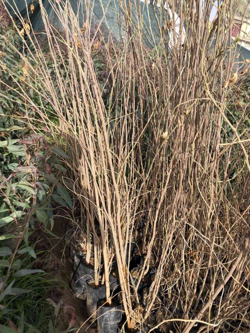 ‎تكي سلبوحي ارتفاع مترين وجوه +تين بني مسلم ارتفاع نص متر
‎تكي سلبوحي العدد 225
‎تين بني مسلم ارتفاع نص متر وجوه العدد 200
‎بسعر مناسب ، العنوان طريق حلة كفل منطقة ابو سميج ***********
