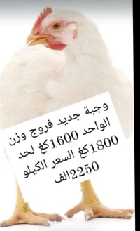 شاهين ابو شيرو فريش وجبة جديدة   فروج وزن الواحد 1600كغ لحد 1800كغ الس...