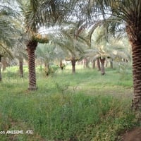 شاطي للبيع مساحتة دونم  مباشرعلئ التبليط  وقريب للشارع العام طريق سوق ...