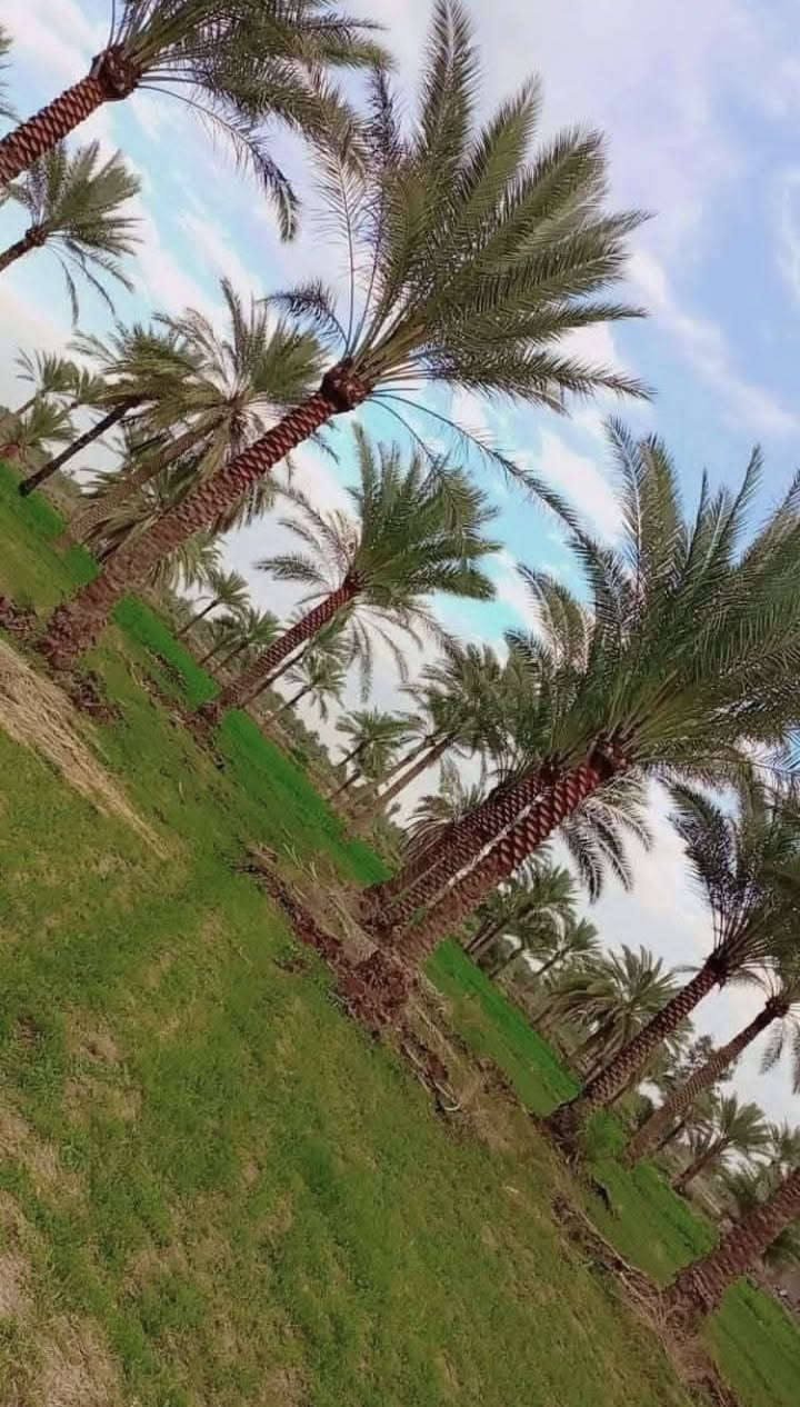 ✨ دونم جاهز اليوم… تبني وتسكن فوراً ✨
مناسب مزرعة / فلة / شاليه 🌿🏡
📐 المساحة: 50 × 50 (دونم كامل)
💰 السعر: 30 مليون (قابل للتفاوض)
📍 ركن على شارعين
🛣️ تبليط كامل
⚡💧 خدمات كاملة
🧱 مسيّج BRC
🌴 مزروع تقريباً 18 نخلة برحي
🌳 وبعض الأشجار
🟢 المواصفات:
✔️ ماء إسالة الكرخ
✔️ ماء سقي من ذراع دجلة شتاءً وصيفاً
✔️ كهرباء واصلة لباب الدونم
✔️ منطقة سكنية عامرة تضم أكثر من 200 مزرعة
📞 ***********
📲 واتساب متوفر
