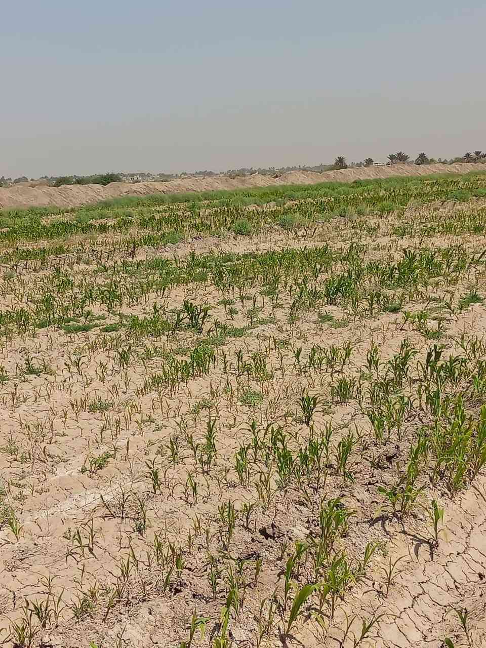 السلام عليكم 
ارض زراعيه للبيع قرار 35
ناحية الطليعه قرب الوسامه الارض حالين مزروعه دخن  متوفر فيها ماء سقي مساحة الارض 22 دونم
استفسار اكثر اتصل على صاحب الارض

***********
