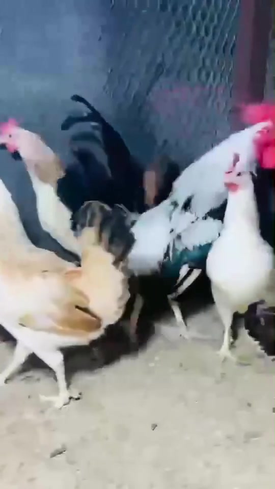 مخاليف دندراوي فواتح كامل لقاحات دماء حيدر الامير الزوج 50 نهائي الامهات كدامك


**إذا كنت صاحب هذا الإعلان وتريد حذفه لأي سبب، رجاءا أرسل رسالة إلى الدعم الفني**