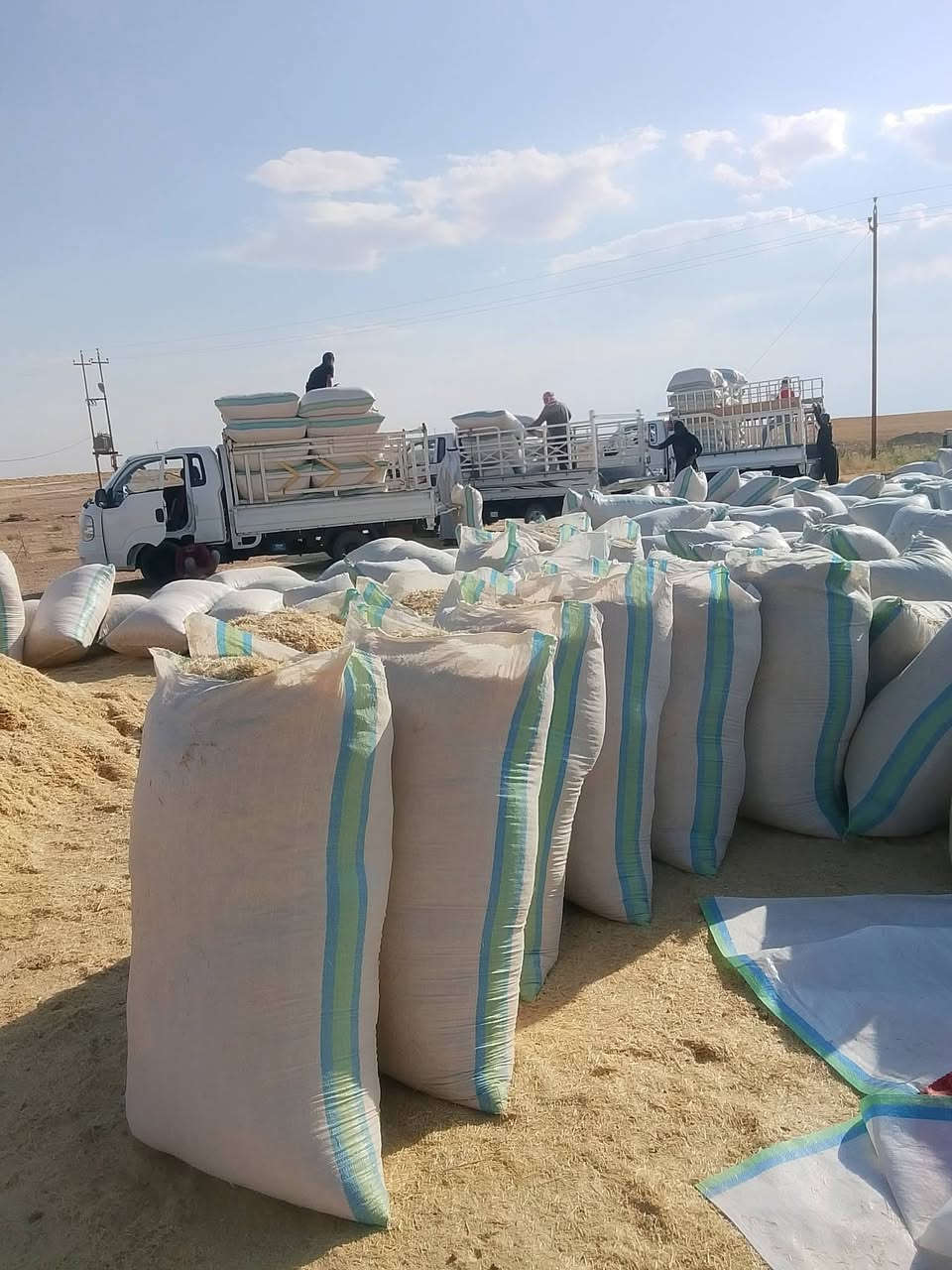 يوجد تبن للبيع مال سنه شرط نضافه شل ابو 90 طول 130 سعر 3الف مكانه مطروح المكان سكران الغربي رقم  ***********
