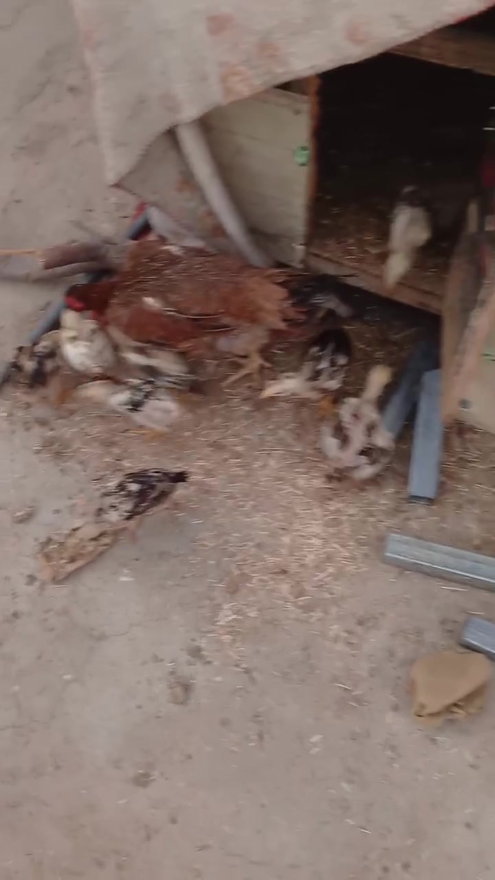 اللهم صلي على محمد وآل محمد  سلام عليكم شباب يوجد لدينا كتاكيت هراتيات للبيع شلعه علق واني اراسلك خاص وبيكم خير وتدللون  مكاني النجف الاشرف ابو صخير  هذا رقمي هم  ***********
