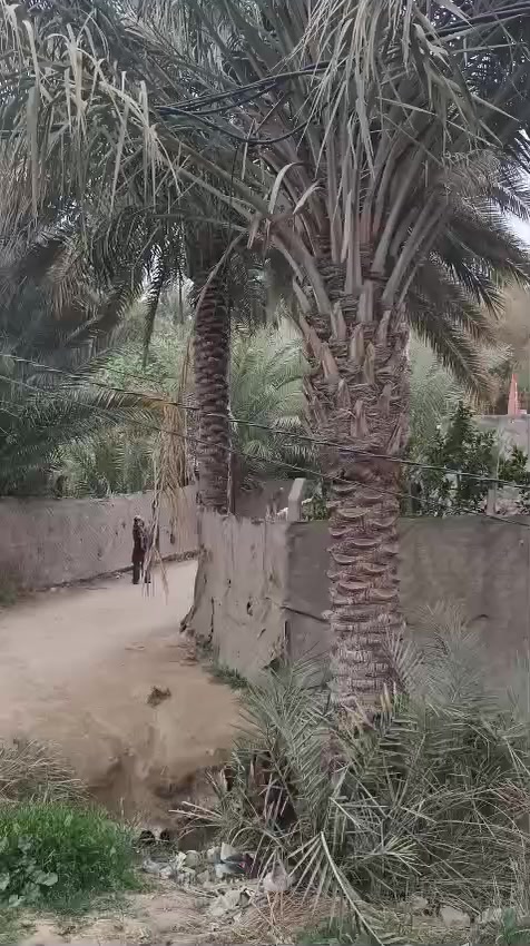 1500 متر طابو زراعي سند 25 مع قرار محكمه قرب كليه العلوم والزراعه السعر خاص لاستفسار على رقم هم بي واتساب ماء كهرباء كافت الخدمات مركز صحي مع بيت غرفتين وصاله ومطبخ وتخاريج.ومكان لا حلاال بيه انواع النخل انواع الحمضيات مراجعت المكتب قرب صورت الوئلي شارع المعمل.***********
