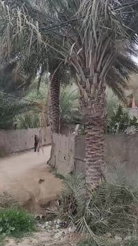 طابو زراعي • سند ٢٥ • ١٥٠٠م