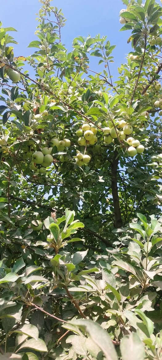 يتوفر لدينا شتلات تفاح ابراهيمي وشرابي و كاغدي
جميع الأصناف ملائمة أجوائنا وذو إنتاج وفير.
مطعم ومكفول وارتفاع مترين.
سعر الشتله ٣٥٠٠
كل ٣ ب١٠
للحجز والاستفسار الاتصال على الرقم *********** جاسم الخليفاوي العنوان الخالديه شارع العام مقابل بلديه الخالديه
