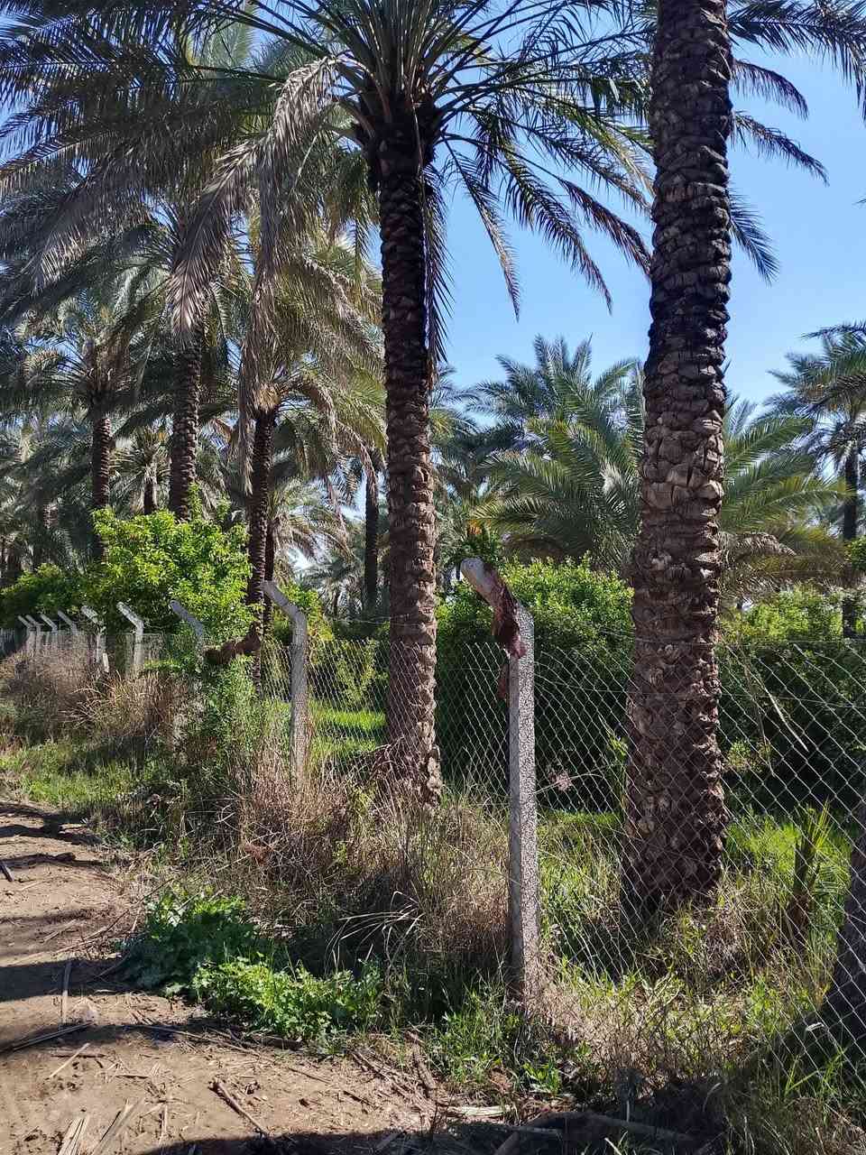 بستان دونمين للبيع
المنطقه الراشيه منطقه العداله
تحتوي علا نخل وحمضيات
واجهة الأرض 53 
نزال 95 
اي استفسار رقم الهاتف
***********
