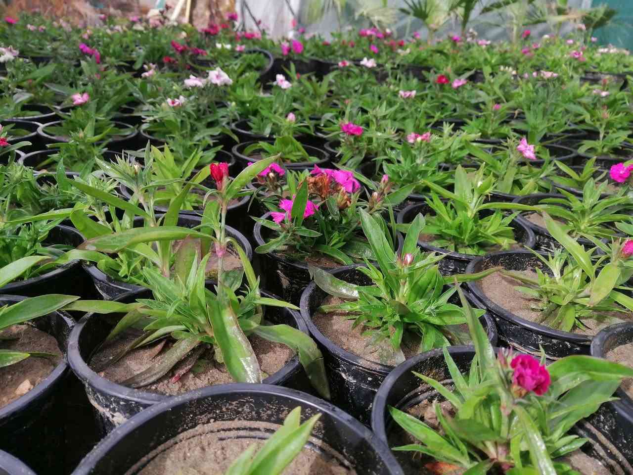 ((مشتل حديثة المركزي))
الموقع #
قرب دائرة البريد بسوق حديثة
دائما مستمرين وياكم
 ٥٠٠ فقط 😍 
تشكيله حلوه من نباتات الخارجية 🌺 
عرووووضنا  وبأسعار بلاششششششش🙂✌️
فقط وبس يمنا)) 😉🌺✌️

لاستفسار زورو صفحتنا أو الاتصال على الرقم
***********
اهلاوسهلا بالجميع ❤️
