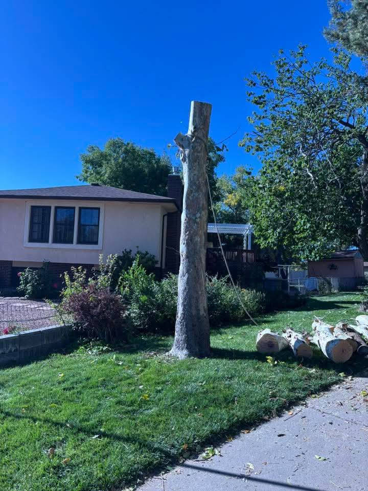 اتصل بنا قلع النخل والأشجار 
***********
***********
