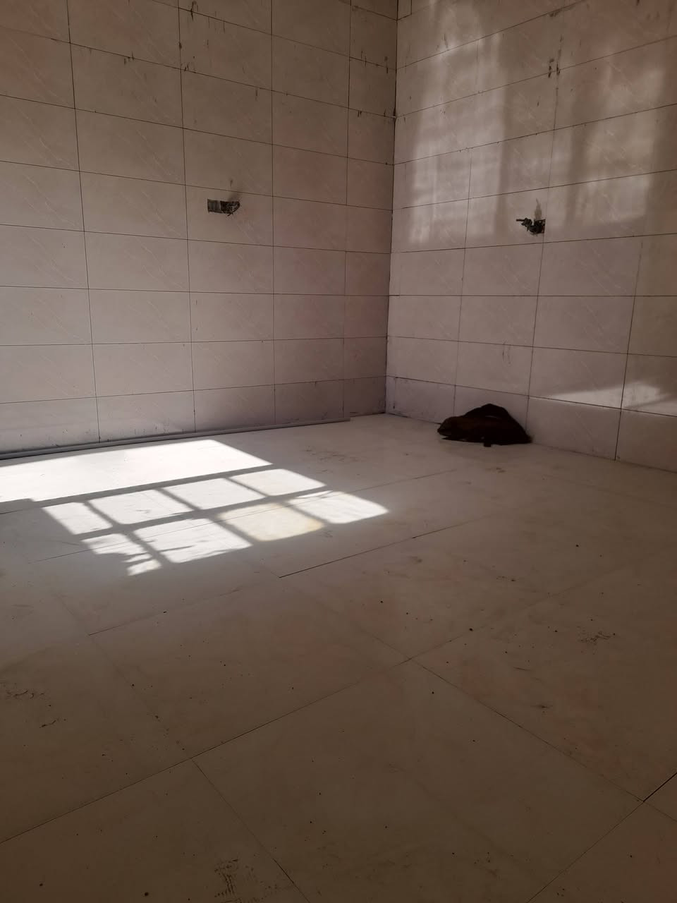 خلفه سيراميك درجه اوله شغل إيراني تتريس جداري ارضي متفرغ حاليآ ع المتر باليوميه ***********
