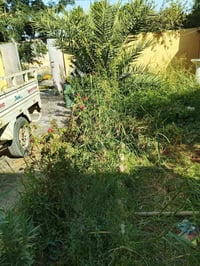 لترتيب وتنظيم وتنظيف الحديقة معليكم فقط اتصال  07707662836فقط اتصلوا ب...