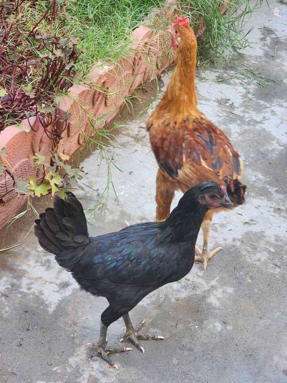 دجاج عرب ديجين ودجاجه بياظه للبيع بالزعفرانيه شارع المعهد الدجاجه بياظه ب٧٥


**إذا كنت صاحب هذا الإعلان وتريد حذفه لأي سبب، رجاءا أرسل رسالة إلى الدعم الفني**