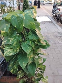 مسواك • مشتل كاظم الطائي • المسيب لشيوخ