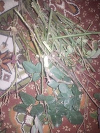 مشتل الزهراء ميسان • نباتات مجانية • ورد جوري