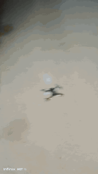 درون • شغال