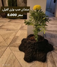نباتات ظلية • سندانه اسمنتية • توصيل اربيل