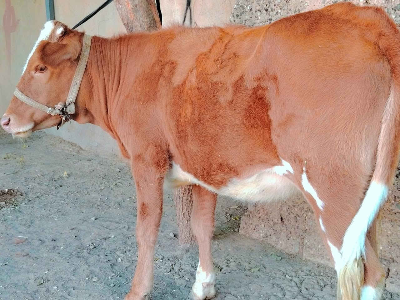 بسم الله ماشاء الله
بچر كاملة على باب صراف

هولندية الاصلية  ام الصرة 
 
بچر درجى اولى  مال جنيه   

شرط اچل وشرب ونصاحة فول 

المكان  صلاح  الدين الشرقاط الخضرانيه

***********
***********
