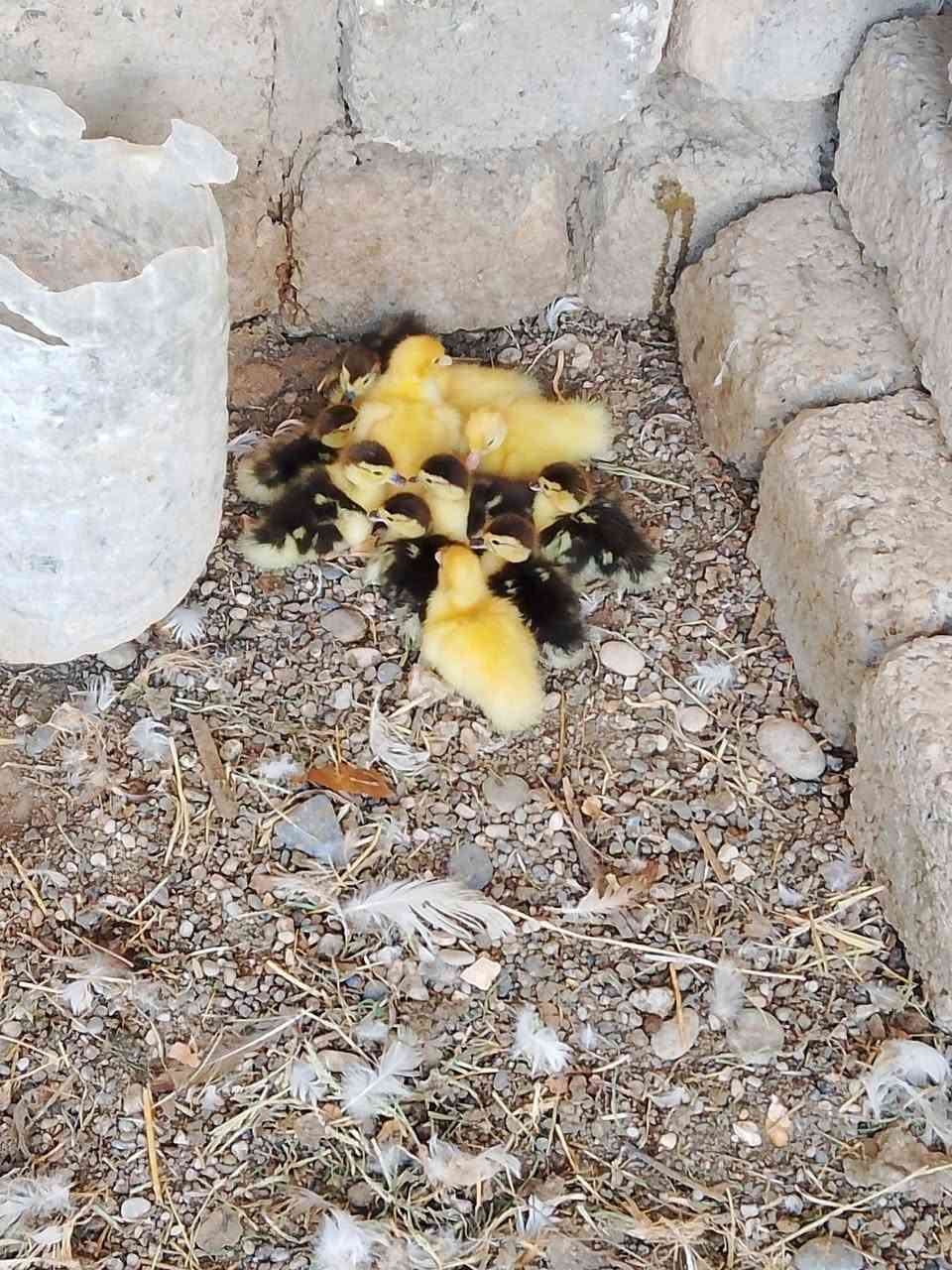 للبيع كرك بط رقم الهاتف ***********
