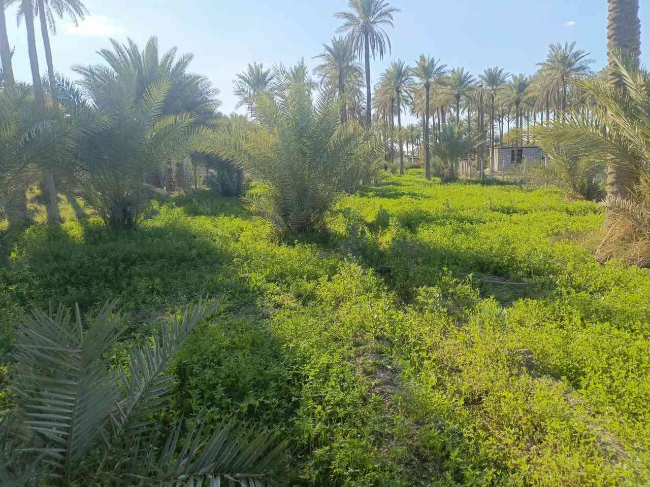 السلام عليكم
#دونمين ونص 
#طابو زراعي سند 25 تحويل مباشر 
#وجه 50 
#خدمات كامله 
#موقع كربلاء منطقه ابو سمند قرب مزار سيد محمد
#استفسار 
***********
***********
