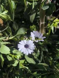 نبات الاستر • شتلات سنة • مشتل الأوسكار