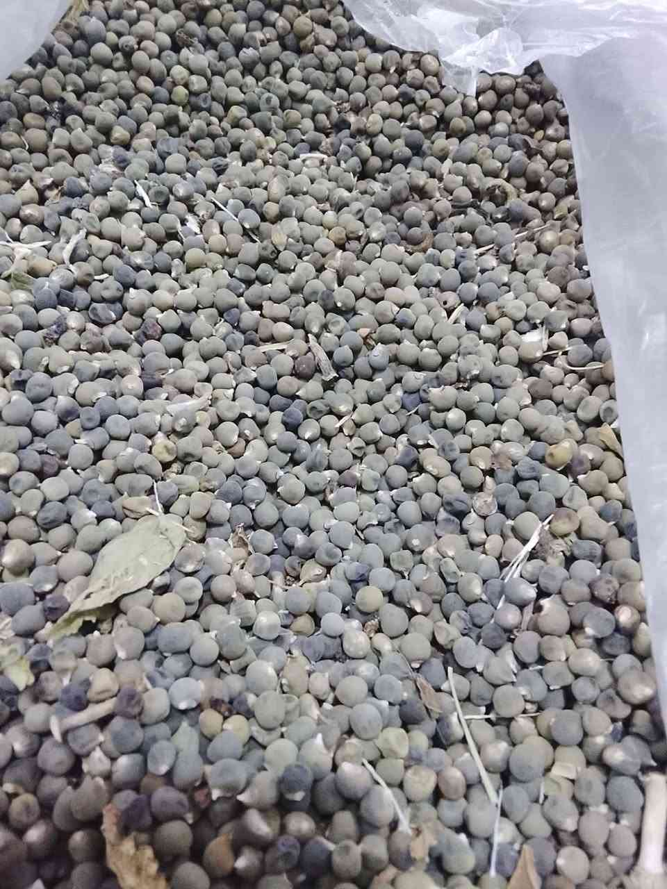 سلام عليكم يوجد بذور بانيه درجه اولى للاستفسار الاتصال على الرقم الموجود *********** بابل سياحي
