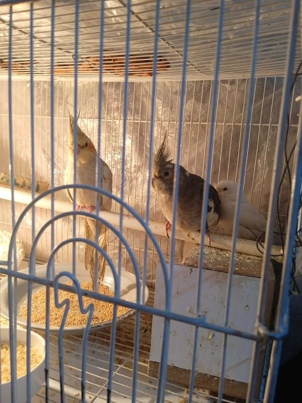 السلام عليكم عندي طيور للبيع عندي كوكتيل زوج وعندي طيرايا حب هما والقفص السعر 50,000 رقم الموبايل ***********
