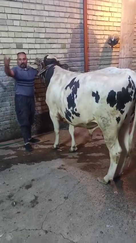 بسم الله الرحمن الرحيم يالله
ليوم الاربعاء ١يعلن مطعم الماجد و قصابه الماجد عن بيع الحم عجل عراقي 
شرفونا وگل الهلا بيكم 
عنوان المسيب حي المعلمين مجاور اسواق الباشا   
***********
