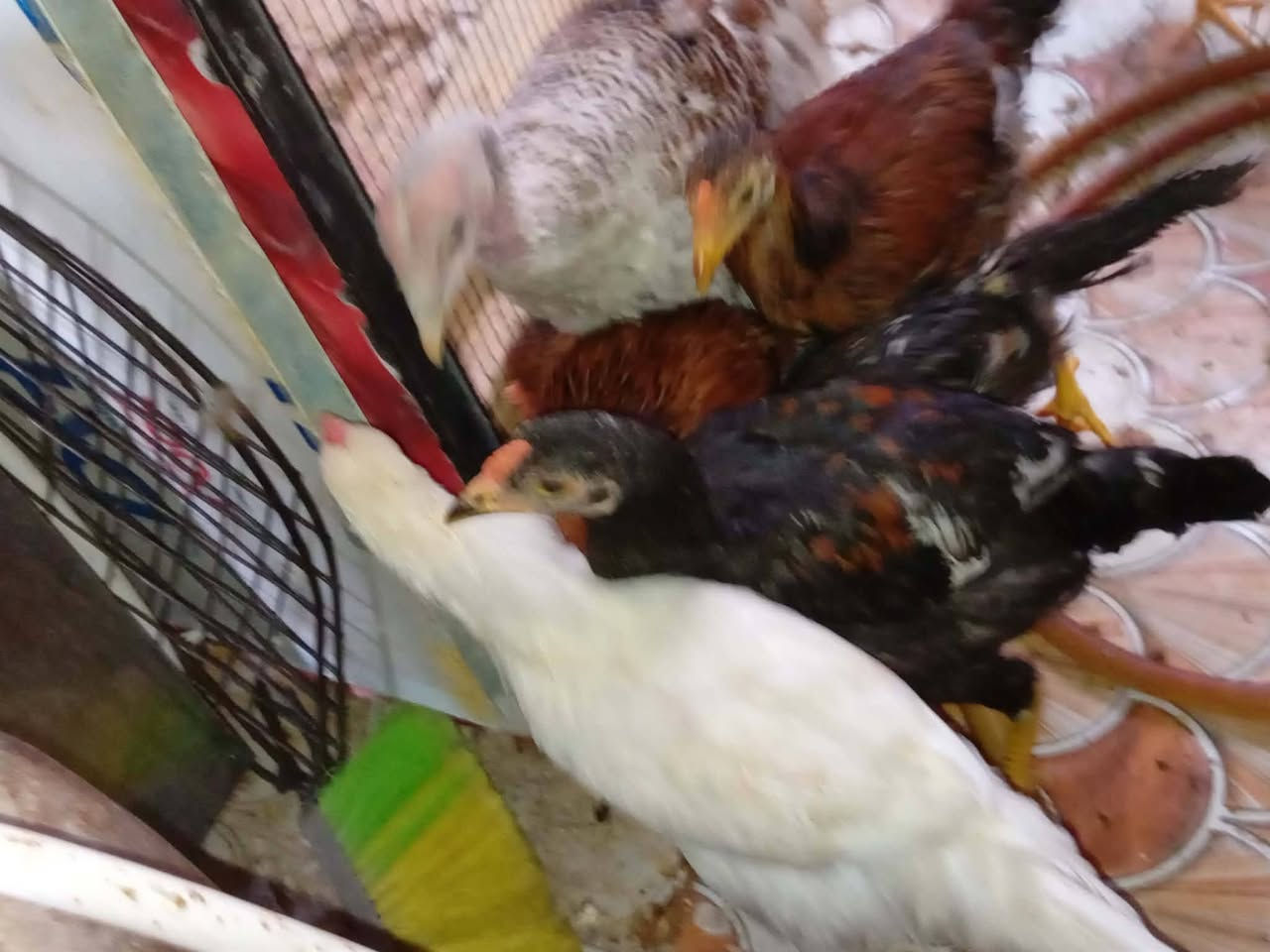 للبيع
فراريج العدد9
 دجاجتين هرتيه وعرب مع  افراخهن
بطوط للبيع عدد 8 حايلات


**إذا كنت صاحب هذا الإعلان وتريد حذفه لأي سبب، رجاءا أرسل رسالة إلى الدعم الفني**