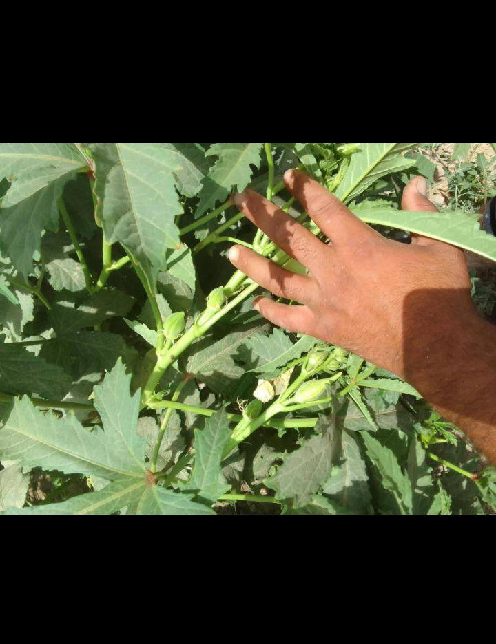 يوجد بذور بانيه بانيه متعهد بها كافه الشروط ***********
