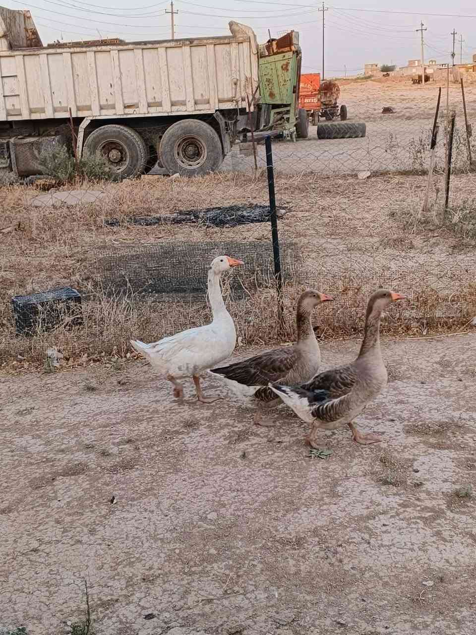 متاح 4 غازات 3 وديج للبيع السعر الزوج 60 وبي مجال قليل خشنات ونضاف مال بيت

مكاني العباس للتواصل ***********
