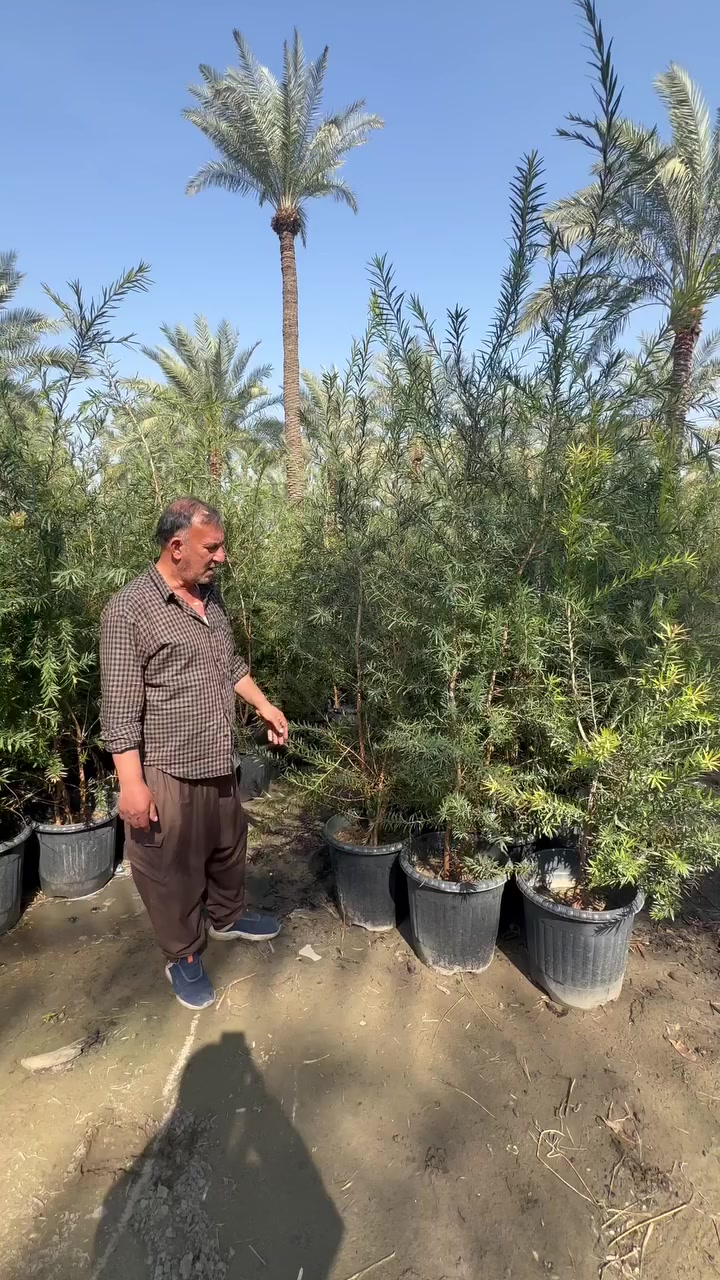 بِسْــــــــــــــــــمِ اللهِ الرَحْمَنِ الرَحِيْمِ

الهم صلي على محمد وال محمد

تم توفير اشجار كبيره 

1- قطمر الساحل خشن سندانه حجم (40)

2- قطمر الساحل سندانه حجم (19) 

3-البيزيا خشنه سندانه حجم(29)

4-البيزيا سندانه حجم (21)

5-فرجه البطل سندانه حجم (40)

📍موقع المشتل📍 بغداد الكريعات مجاور جامع ابو تراب

البيع جمله فقط..

للاستفسار ومعرفه الاسعار الاتصال على الأرقام 👇🏻👇🏻

***********

***********
